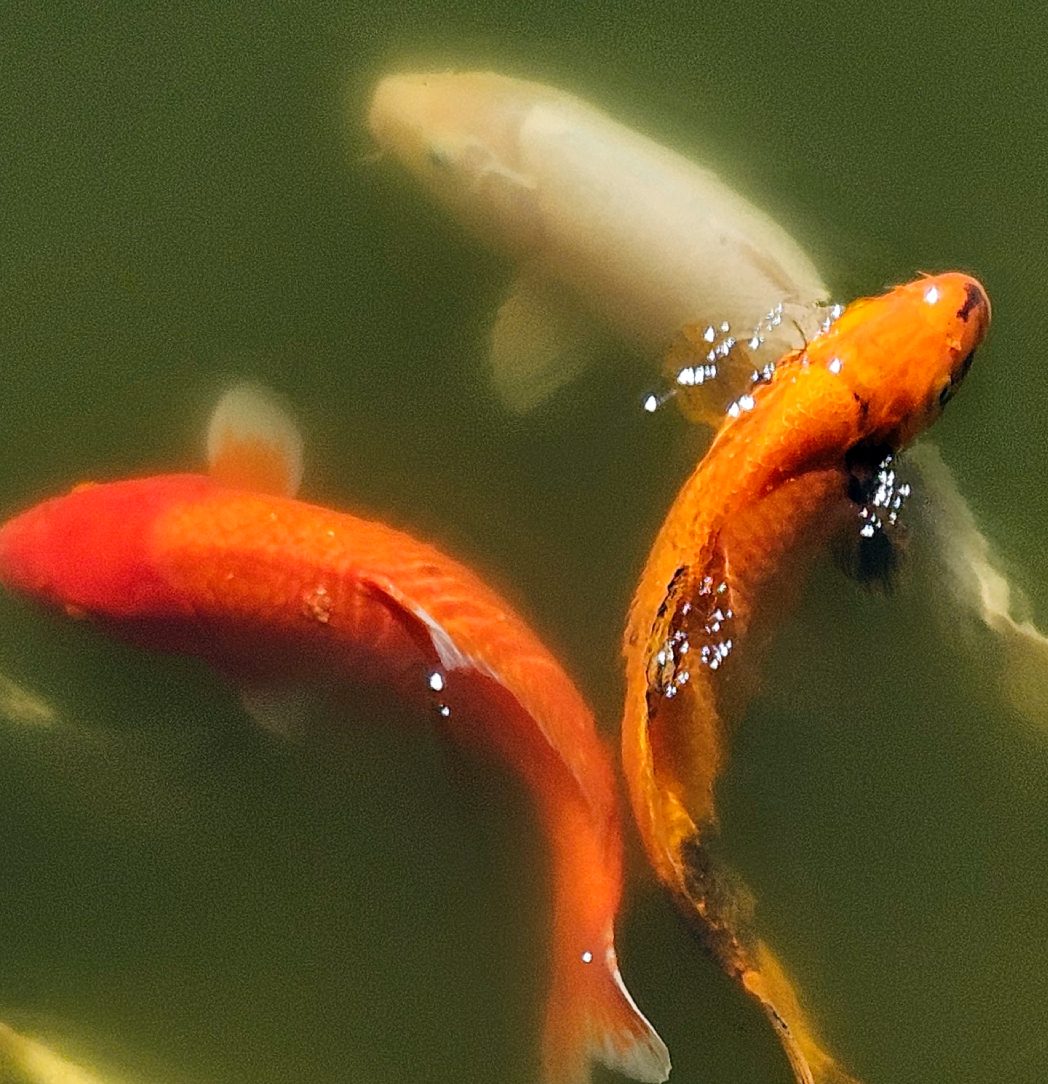 Skimming the surface